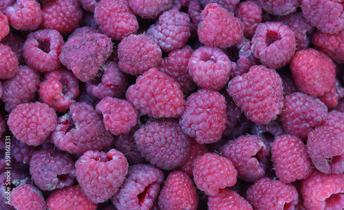 Harvested ripe raspberries.