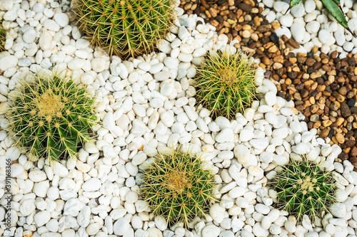 Close up Beautiful tropical cactus garden  Thailand