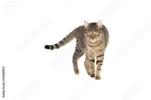 Obraz na plátně Adult grey tabby cat walking isolated on white background