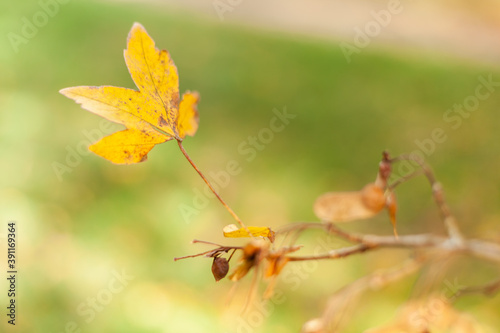 autumn yellow leaf on the tree