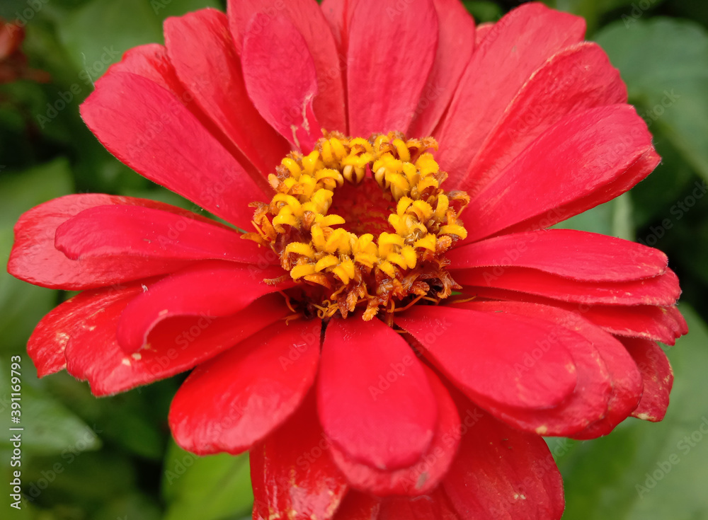 picture of red spider zinnia or zinnia tenuifolia picture of red spider zinnia or zinnia tenuifolia