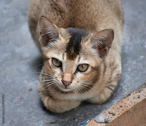 A kitten is a juvenile cat. After being born, kittens display primary altriciality and are totally dependent on their mother for survival. photo