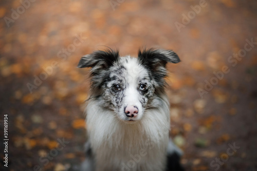 dog in the leaves in nature. marble Border collie in autumn park. 