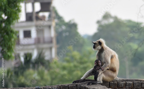 Mother Gray Langur also known as Hanuman Langur with her baby. © Sudhakar