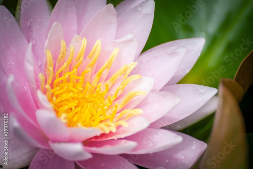 close up pink water lily or pink lotus flower in bloom and yellow pollen