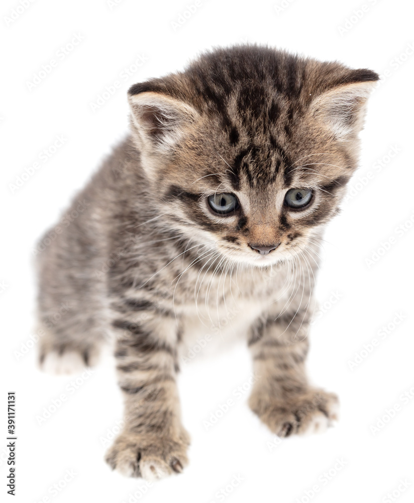 Small kitten isolated on a white background.