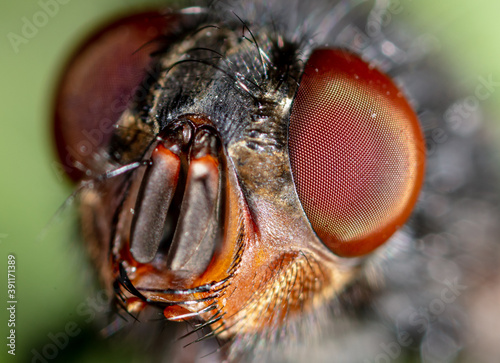 Close-up portrait of a fly in nature. © schankz