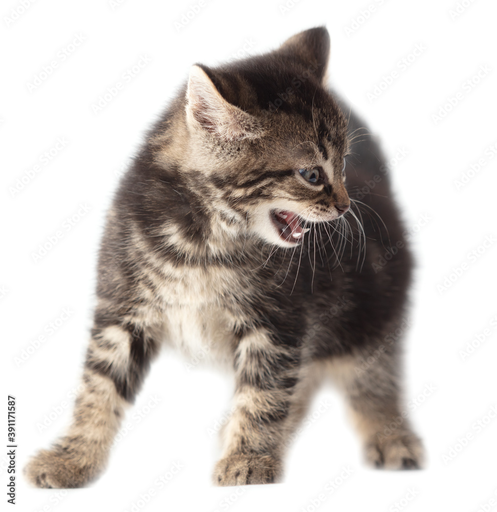 Obraz premium Kitten meows isolated on a white background.