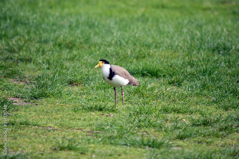 the masked lapwing is black, white with brown wings. the masked lapwing is black, white with brown wings.