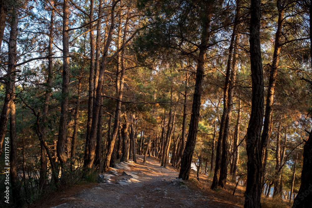 hiking trail in a mysterious pine forest