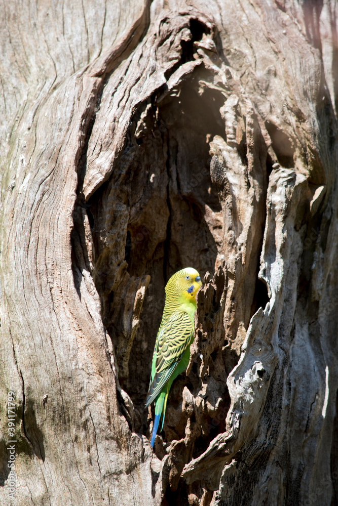 the parakeet has just emerged out of the tree the parakeet has just emerged out of the tree