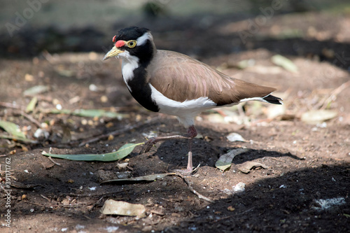 the banded lapwing is walking on the forest floor
