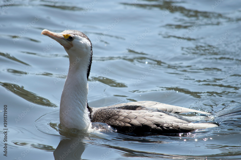 the pied cormorant is swimming in the river