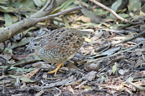 the quail is a small bird that searches for its food on the ground