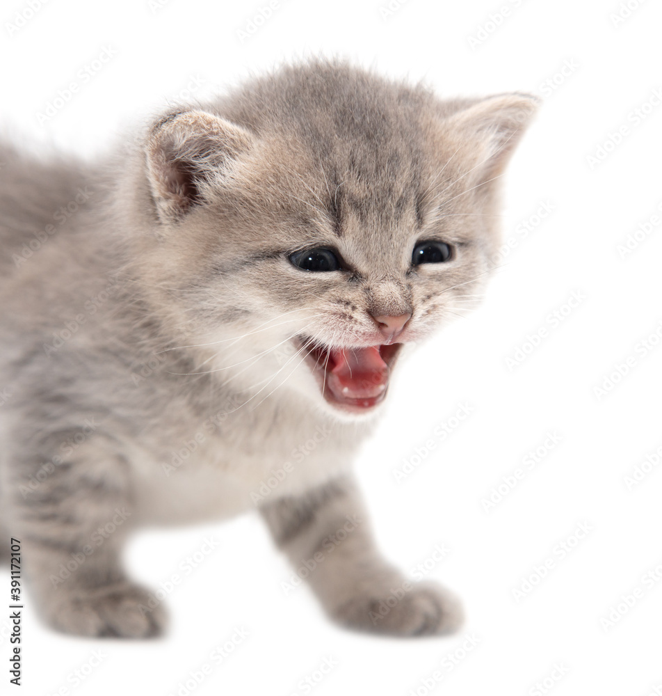 Portrait of a little kitten isolated on a white Portrait of a little kitten isolated on a white