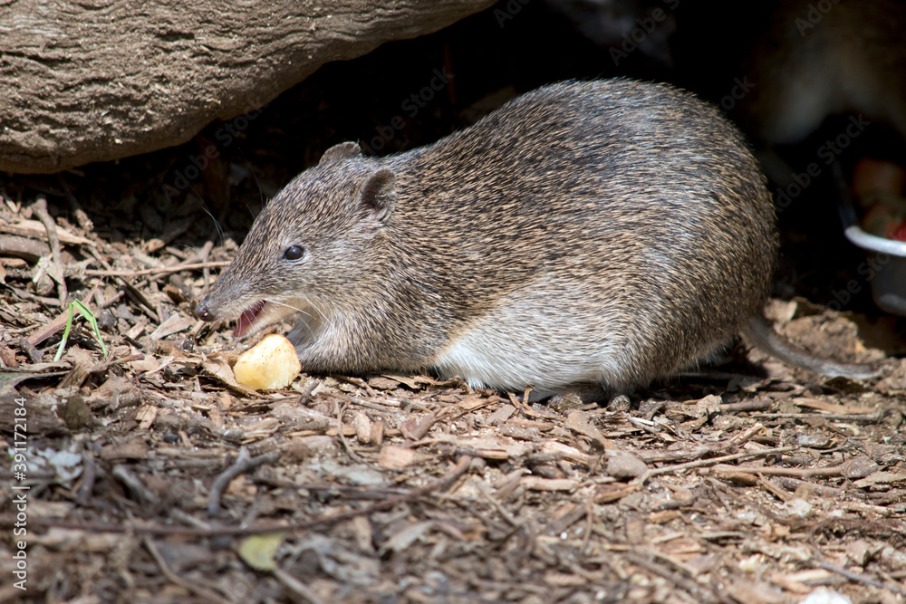 this is a side view of a Southern brown bandicoot this is a side view of a Southern brown bandicoot