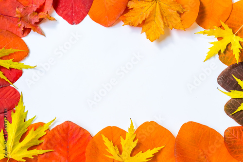Frame of scarlet Cotinus leaves as a background for cards and congratulations. Flat lay, copy space. Autumn concept