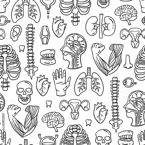 Vector seamless pattern on the theme of human anatomy. Cartoon background with isolated human organs and skeleton on white color