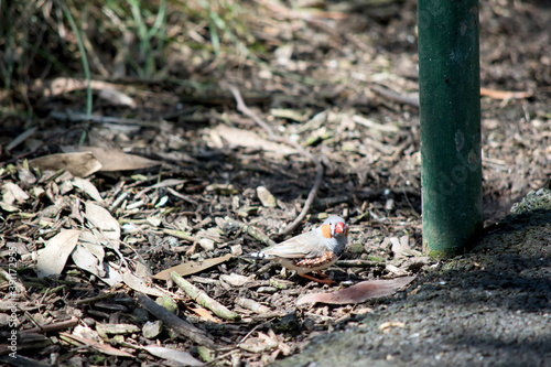 the zebra finch is searching the ground for seeds