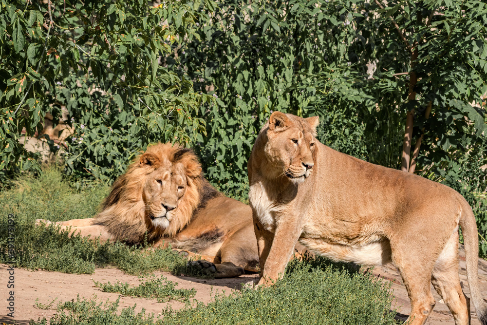 Naklejka premium Asiatic Lion (Panthera leo persica)