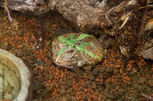 クランウェルツノガエル photo