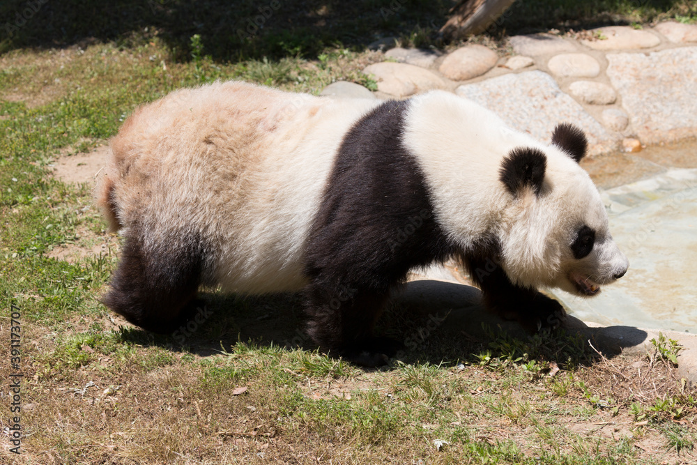 Obraz premium 散歩をするジャイアントパンダ