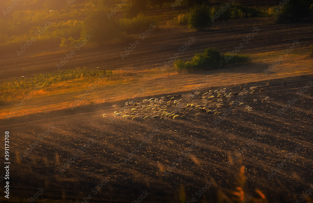 Fototapeta premium road in autumn