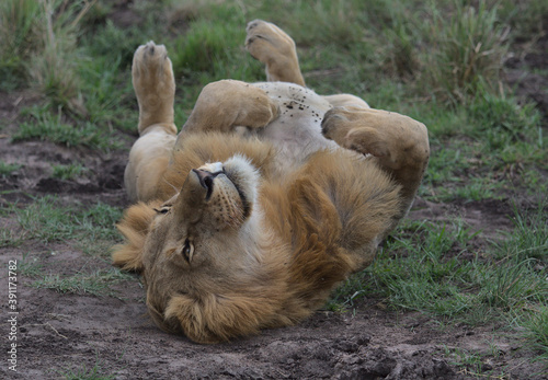 adorable male lion rolls over in the grass in the masai mara kenya looking upwards asking for a belly rub
