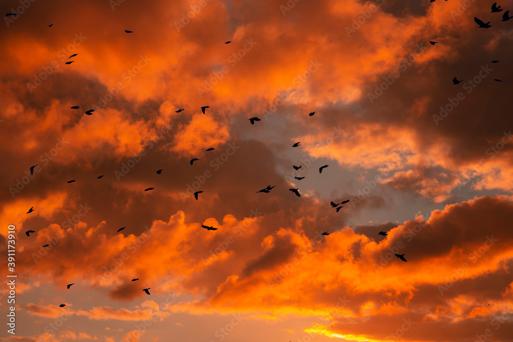 Obraz premium close up bird silhouettes background.