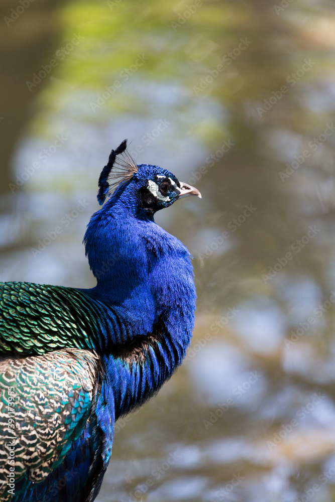 Fototapeta premium インドクジャクの横顔