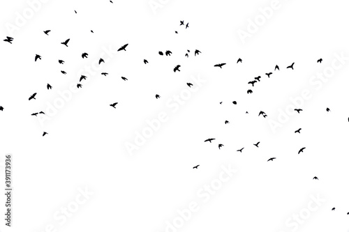 close up bird silhouettes background.