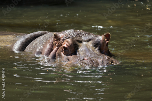 水面から顔を出すカバ © Paylessimages