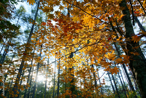秋のカラマツ林の中で楓の紅葉 © askaflight
