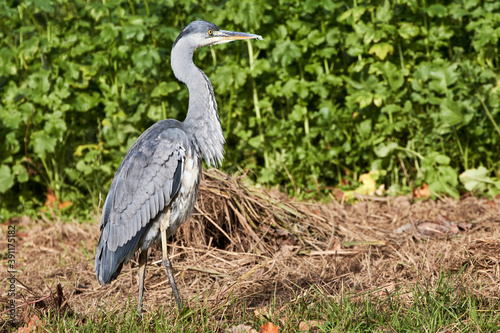 Grey heron  Ardea cinerea  stands stationary in the grass and looks for prey