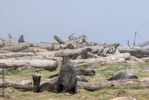 Northern Fur Seal (Callorhinus ursinus) at hauling-out in St. George Island, Pribilof Islands, Alaska, USA photo