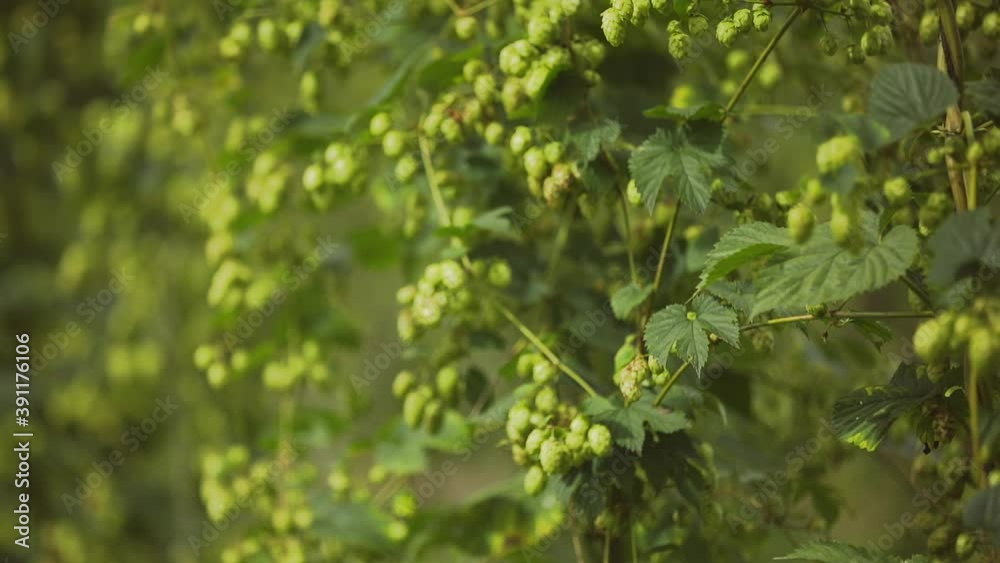 Beautiful Slow Motion of Ready to Harvest Hops Beautiful Slow Motion of Ready to Harvest Hops