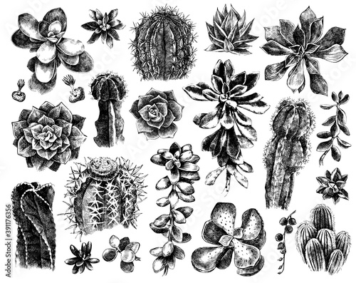 Hand drawn set of cactuses and succulents