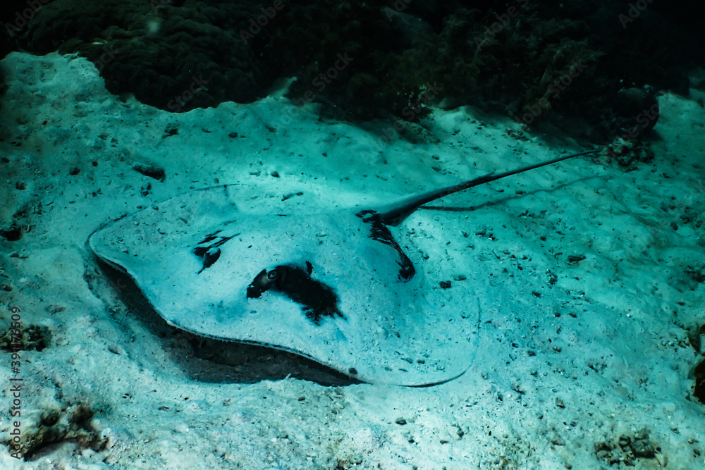 Fototapeta premium Huge sting ray lying on the sandy bottom
