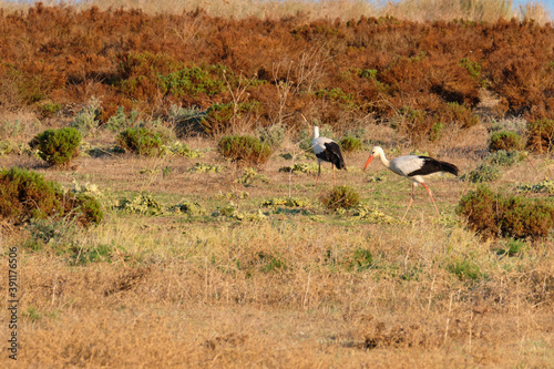 Pair of white storks in the wild. Ciconia ciconia
