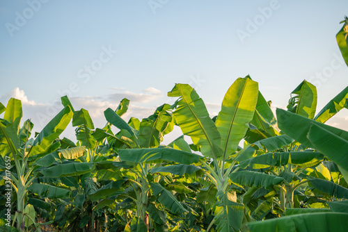 Organic Banana Field with Fresh Bananas. Organic fields background. © ณัฐวุฒิ เงินสันเทียะ