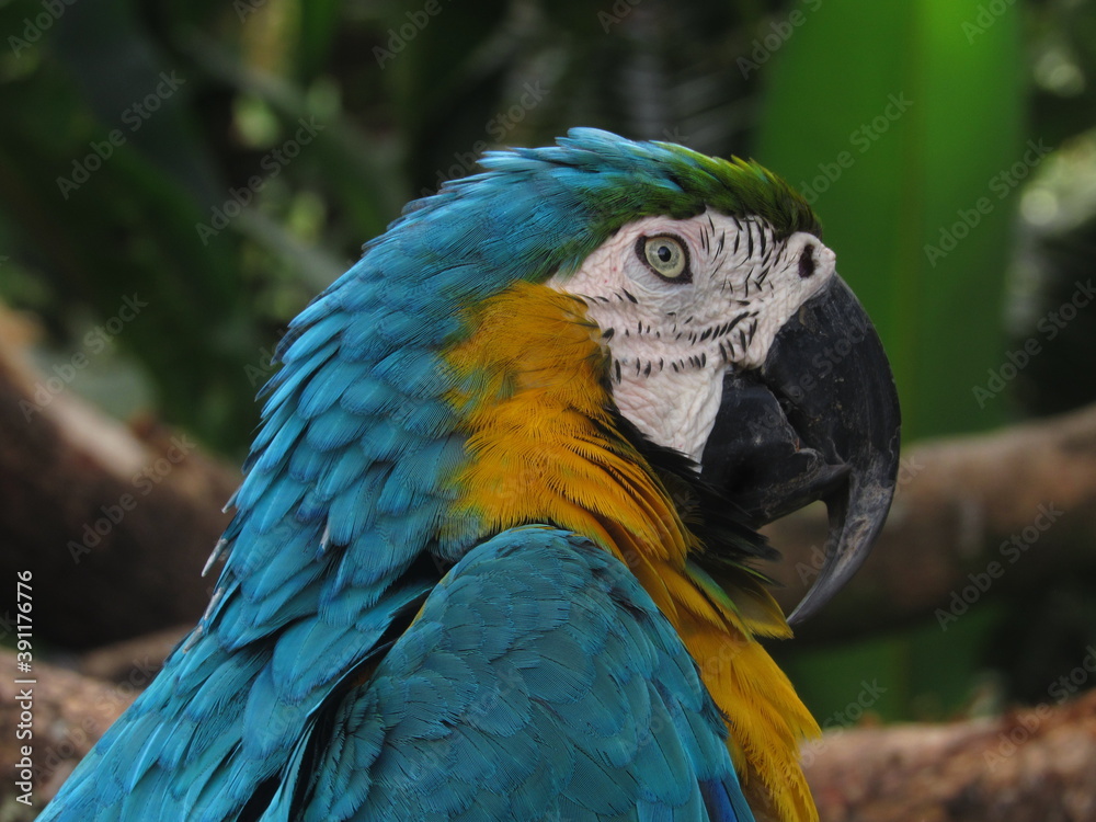 blue and yellow macaw