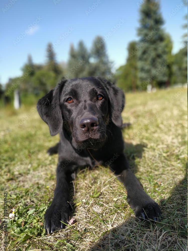 black labrador retriever