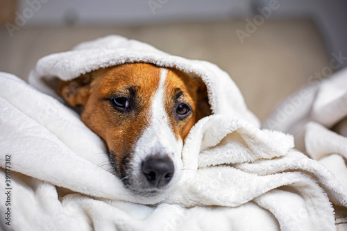 Fototapeta Naklejka Na Ścianę i Meble -  pensive Jack Russell Terrier hid under a white blanket thrown on top, comfort, horizontal,