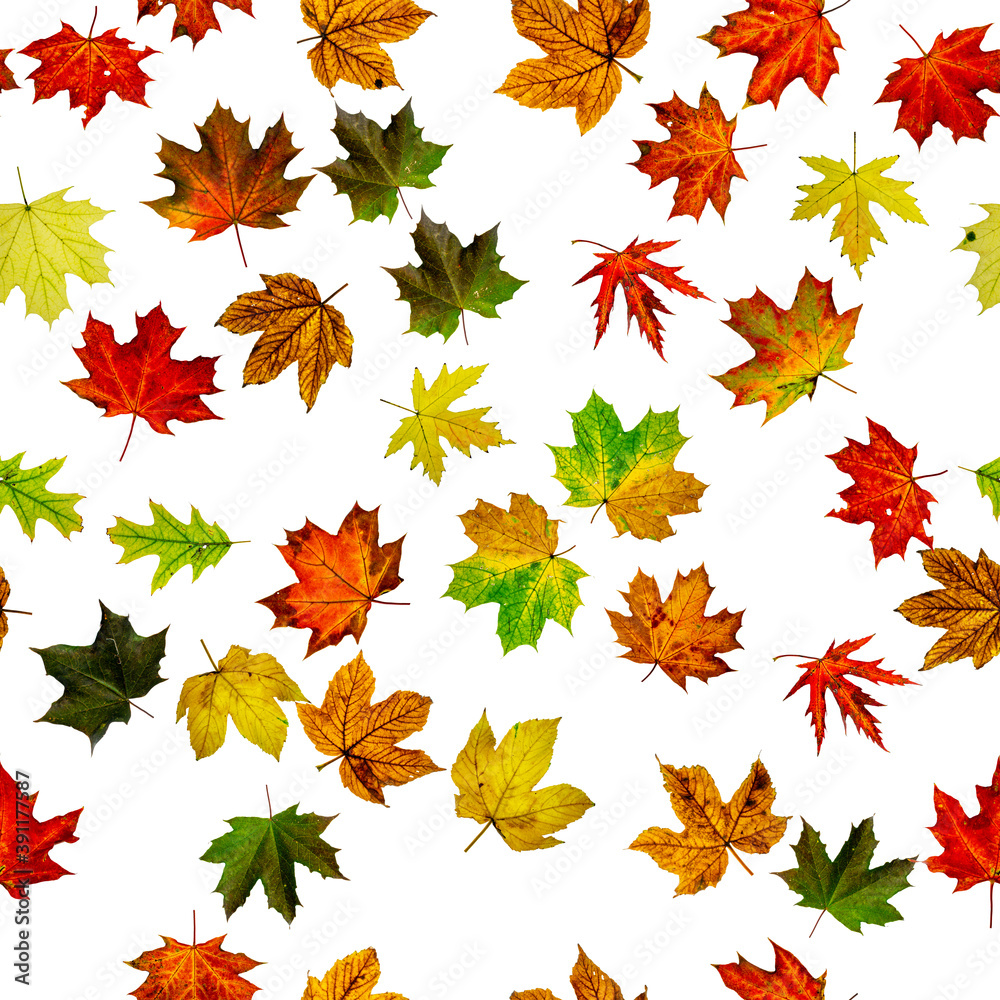 Seamless floral pattern. Autumn yellow red, orange leaf isolated on white. Colorful maple foliage. Season leaves fall background.