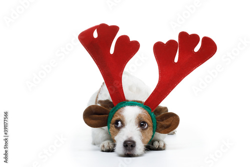 dog in a New Year's horns. Jack Russell Terrier. christmas pet on white background photo