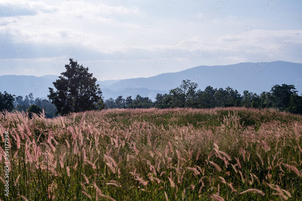 Pennisetum polystachyon on the mountain. Pennisetum polystachyon on the mountain.