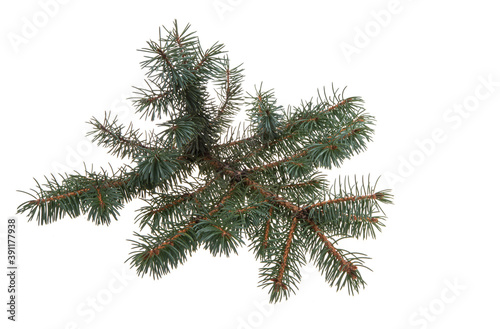 spruce twigs isolated