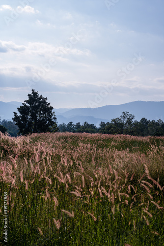 Pennisetum polystachyon on the mountain. photo