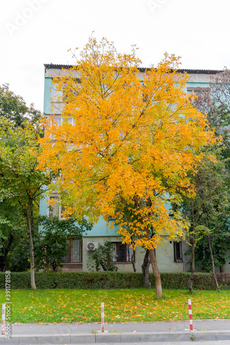 autumn in the city photo