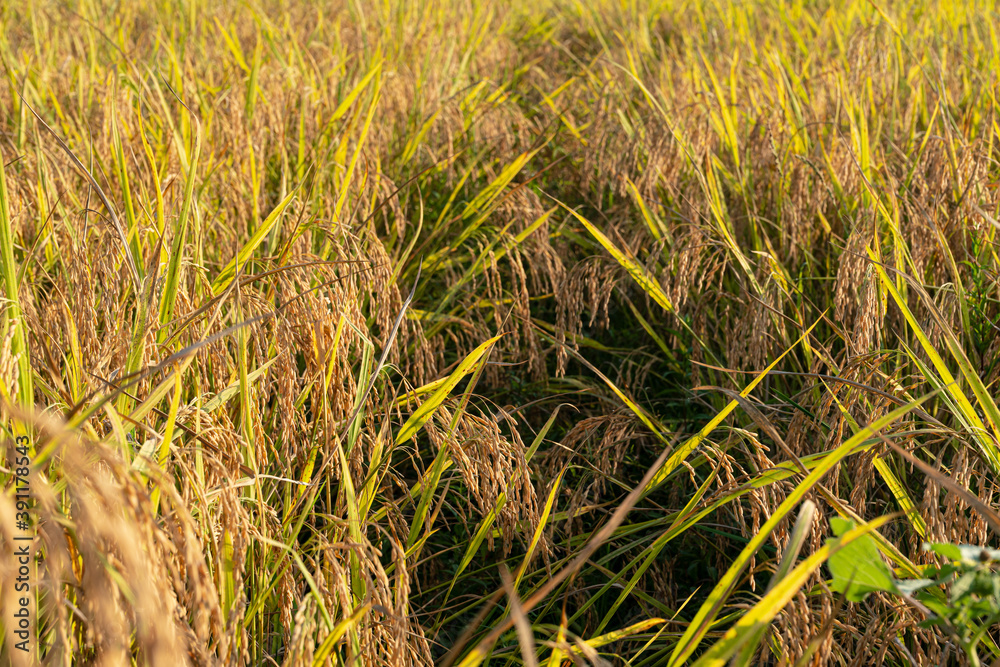 Rice in the paddy field that is ready for harvest in the evening. Rice in the paddy field that is ready for harvest in the evening.